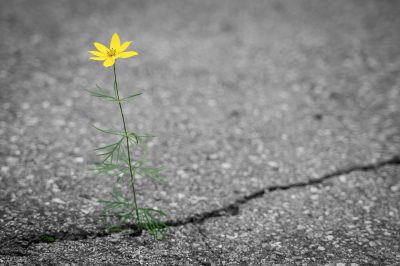 Blume gelb Asphalt riss Resilienz